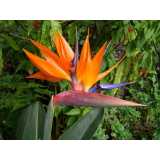 strelitzia